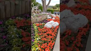 Beautiful flowers 🌼🌹viral satisfying 🌈 ASMR [upl. by Tabby339]