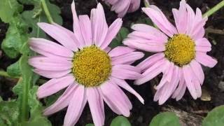 Argyranthemum frutescens Marguerite daisy flowers argyranthemum frutescens daisy marguerite [upl. by Kung]