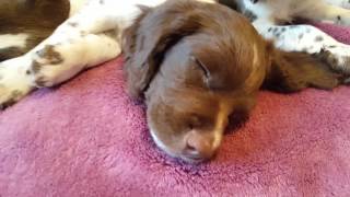 Night night puppies ESS English Springer Spaniel puppies 85 weeks old [upl. by Noreik]