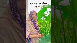 🌿ঢাকা শহরে ছাদের উপর কচু চাস 🌿  fahimislam895 rooftopgarden gardening [upl. by Daisy]