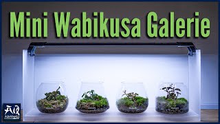 Mini Wabikusa Galerie von Bioloark  AquaOwner [upl. by Hoag]