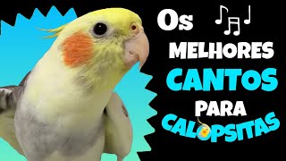 CANTOS que Sua CALOPSITA Vai ADORAR  Ótimos ASSOBIOS para CALOPSITA aprender 🐦🎶🦜 [upl. by Redep]