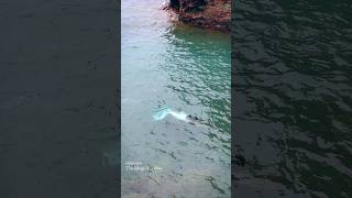 Lake Superior mermaid [upl. by Onairelav]