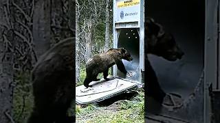 Grizzly bear gets trapped animals [upl. by Grimes]