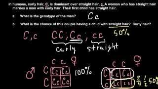 How to solve simple Mendelian genetics problems [upl. by Ihteerp802]