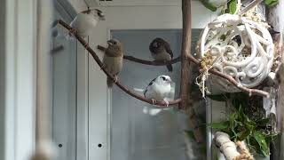 Japanische Mövchen Voliere  society finches  friedliches Vogelleben [upl. by Boyes]