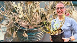 Bringing Geraniums Out From Winter Storage [upl. by Euphemia]