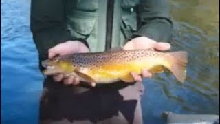 How and Why Sterile Trout are Stocked in NC Becoming a Fish Biologist [upl. by Leakcim]