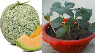 How to grow Rock melon from seed  RockmelonCantaloupe Grow [upl. by Hoeg190]