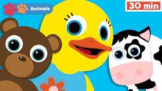 English Words  Animal Sounds Song  Stories For Kids With Tillie  Vocabulary  First University [upl. by Seppala132]