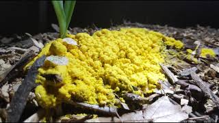 Fuligo septica slime mold time lapse [upl. by Nylyak]