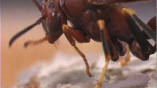 How to Identify Stinging Insects  Orkin Pest Control [upl. by Ile]