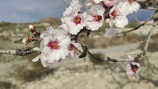 Almendros en flor  Torremendo 17022024 [upl. by Byram431]