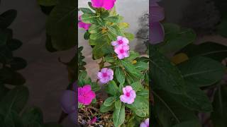 Catharanthus roseus 🎀🌸 youtubeshorts youtube ytshorts pink flower catharanthusroseus kawaii [upl. by Lat]