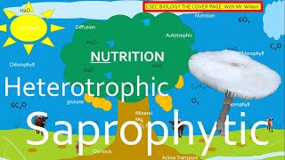 Autotrophic Heterotrophic and Saprophytic Nutrition  CSEC BIOLOGY TCP [upl. by Ennis549]