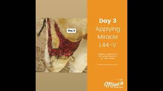 Watch How L44V Transforms Cattle Health Against Lumpy Skin Disease [upl. by Norrek]