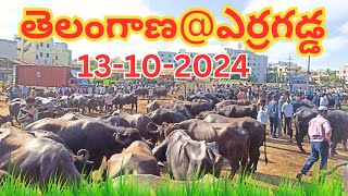 ఎర్రగడ్డ తెలంగాణ గేదెల మార్కెట్  Erragadda Sunday Buffalo Market Information  Pregnant Buffaloes [upl. by Kcirdnekel994]