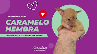 Venta de perros de raza CHIHUAHUA [upl. by Alamac]