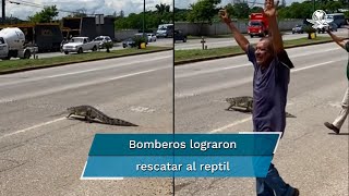 Ayudan a cocodrilo a cruzar avenida en Tamaulipas [upl. by Prebo]