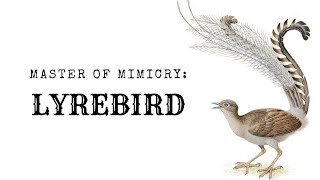 Master of Mimicry Lyrebird [upl. by Covell]