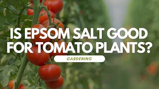 Is Epsom Salt Good For Tomato Plants [upl. by Aiekan848]