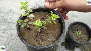 HOW TO GROW CRASSULA SARMENTOSA VARIEGATA PLANT  CARE  PROPAGATION  SUCCULENT PLANT [upl. by Guenevere387]