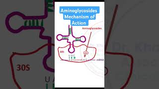 Aminoglycosides Mechanism of Action [upl. by Allys]