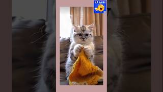 funnycat videos compilation cute moment Cat World 2815 funny animals [upl. by Mcmaster]