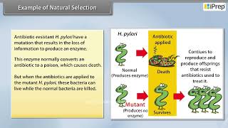 Example of Natural Selection  Evolution  Biology  Class 12th  iPrep [upl. by Adnoloy]