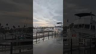 Newport Beach Balboa Island Sunset BostonTerrierLife [upl. by Eural]