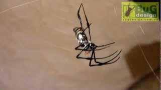 Nephila madagascariensis female molting [upl. by Milurd]