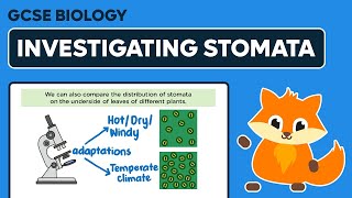 Investigating Stomata  GCSE Biology [upl. by Mariellen]