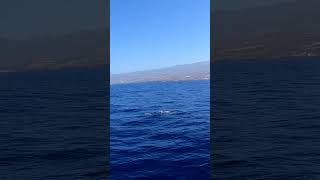 The Atlantic spotted dolphin 😍 tenerife ocean [upl. by Seraphim]