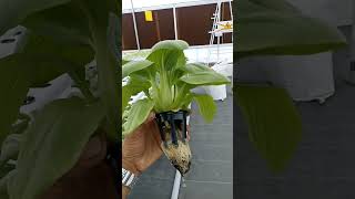 Hydroponic Masterclass  Kryzen Biotech  919870424425 [upl. by Ashly592]