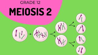 Meiosis 2  Formation of gametes [upl. by Aderf]