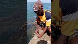 Catching the Most Expensive Aquarium Color Fish fishing fishingvideos seafishing [upl. by Anette]