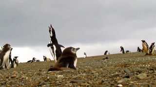 Polluelos de Pingüino de Magallanes [upl. by Marron]