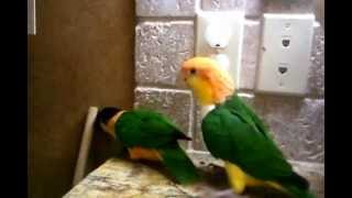 Caique Parrots Pumpkin and KabaPunks of the bird world [upl. by Musetta]