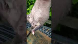 female ferretready to give birthcare and attention peterfinch [upl. by Notniw]