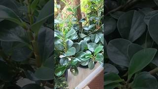 Pruning and propagating peperomia gardening shorttiewvlogs [upl. by Mauri]