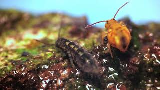 Elongated springtail meets globular relative [upl. by Rettig392]