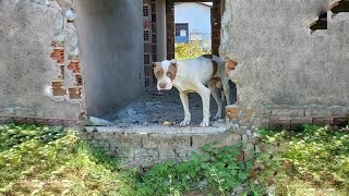 The dogs bewilderment under the dim light and the silence within the dilapidated house [upl. by Ertha]