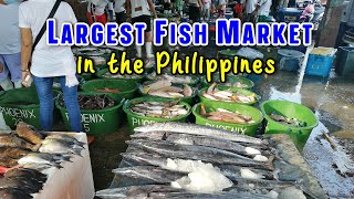 LARGEST FISHING PORT AND SEAFOOD MARKET in the Philippines  Metro Manilas NAVOTAS FISH PORT [upl. by Weight961]