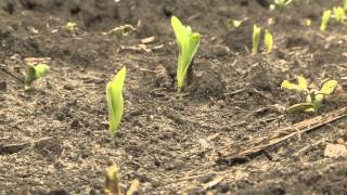 Corn Disease Outlook  Tamra JacksonZiems  May 15 2015 [upl. by Roxana451]