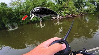 Bass CRUSHING the Crankbait Susquehanna River [upl. by Evvie568]