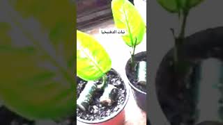 نبات الدفنبخيا حدائقمنزلية نباتات معلوماتمهمة نباتاتمنزلية معلومات plants [upl. by Cindee]