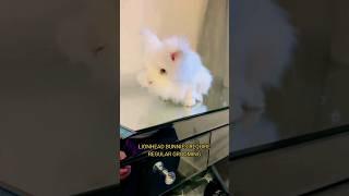 Lionhead Rabbit 🐇 Smallest breed of bunnies [upl. by Jimmie206]