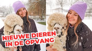 Twee alpacas opvangen amp verhalen over de dieren [upl. by Daisy]