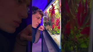 My favorite plant😍fishies fish petfish aquarium aquascape underwater pet fy ytshorts [upl. by Olson]