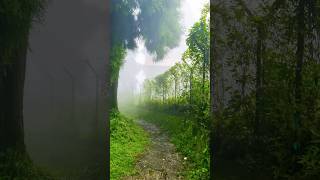 Exploring The Mysterious DowHill Kurseong fog mountains haunted rain monsoon pahadivlogs [upl. by Namsaj]